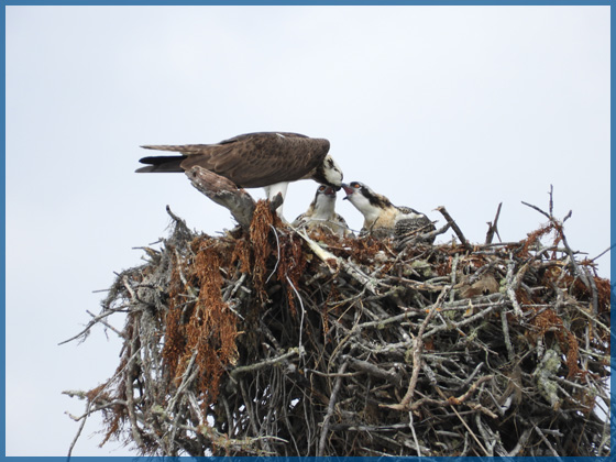 A bald eagle feeding 2 young eagle atop their nest for the March 2017 newsletter.
